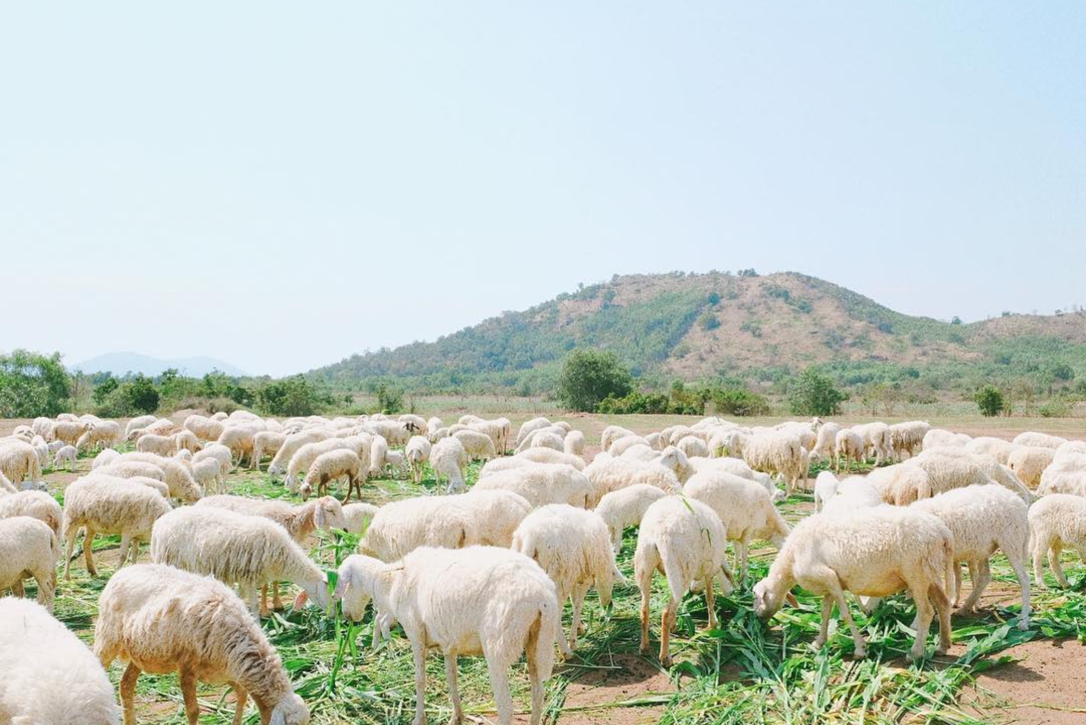 majestic-dong-van-karst-plateau--ha-giang-exploration